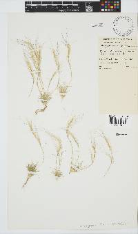 Stipagrostis obtusa image