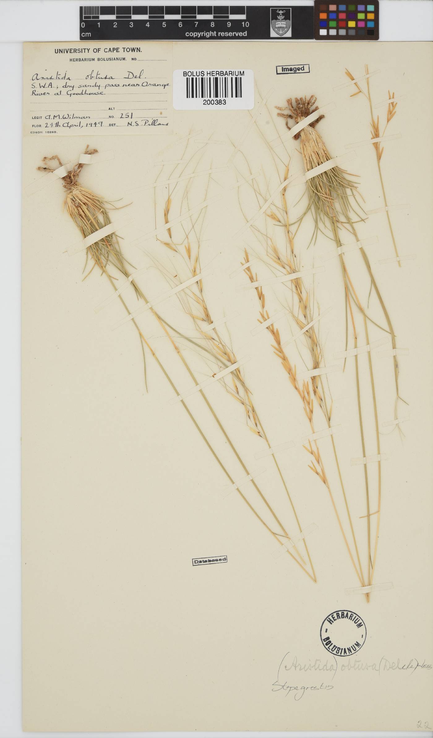 Stipagrostis obtusa image