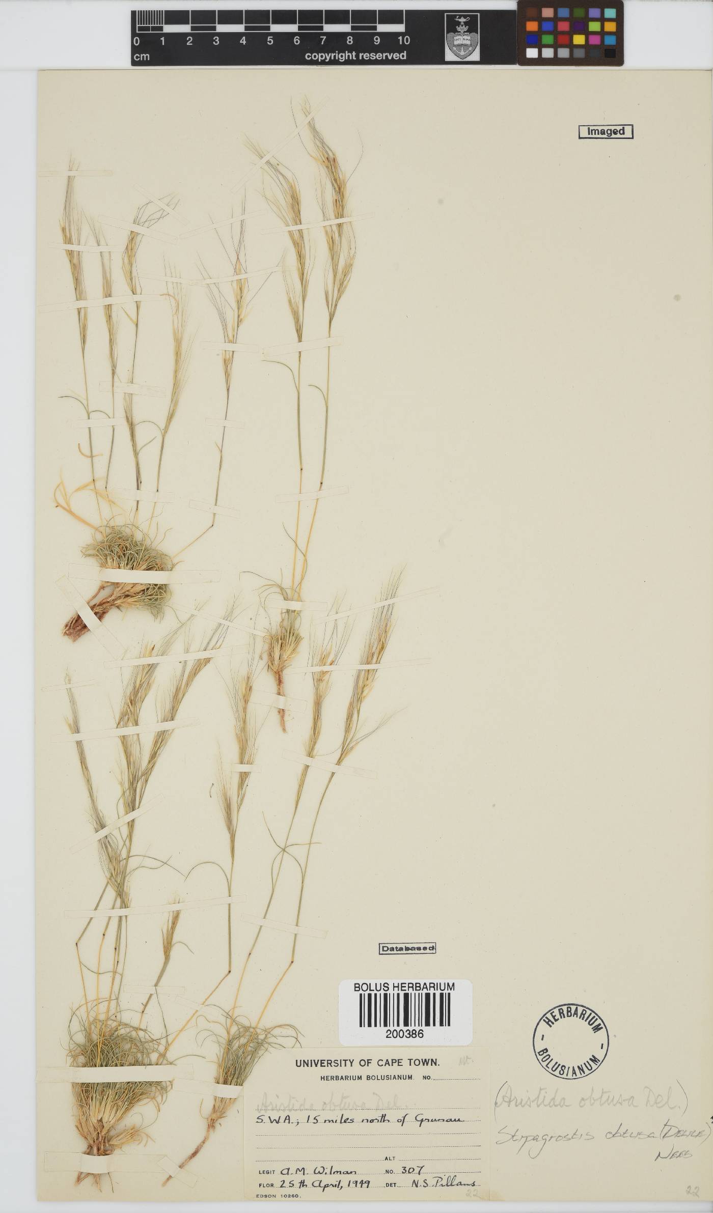 Stipagrostis obtusa image