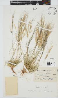 Stipagrostis obtusa image