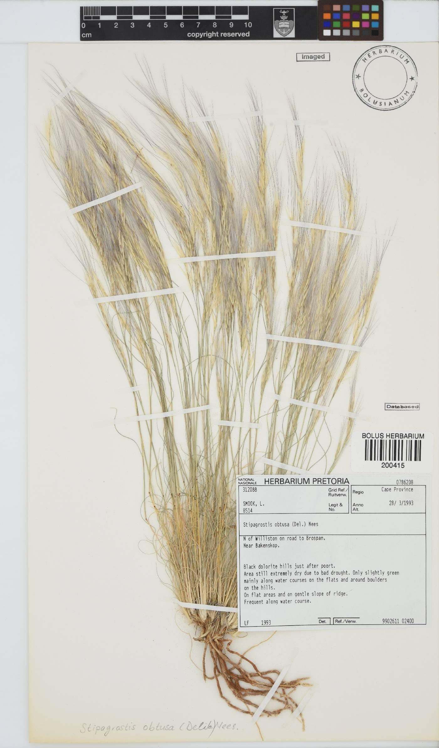 Stipagrostis obtusa image