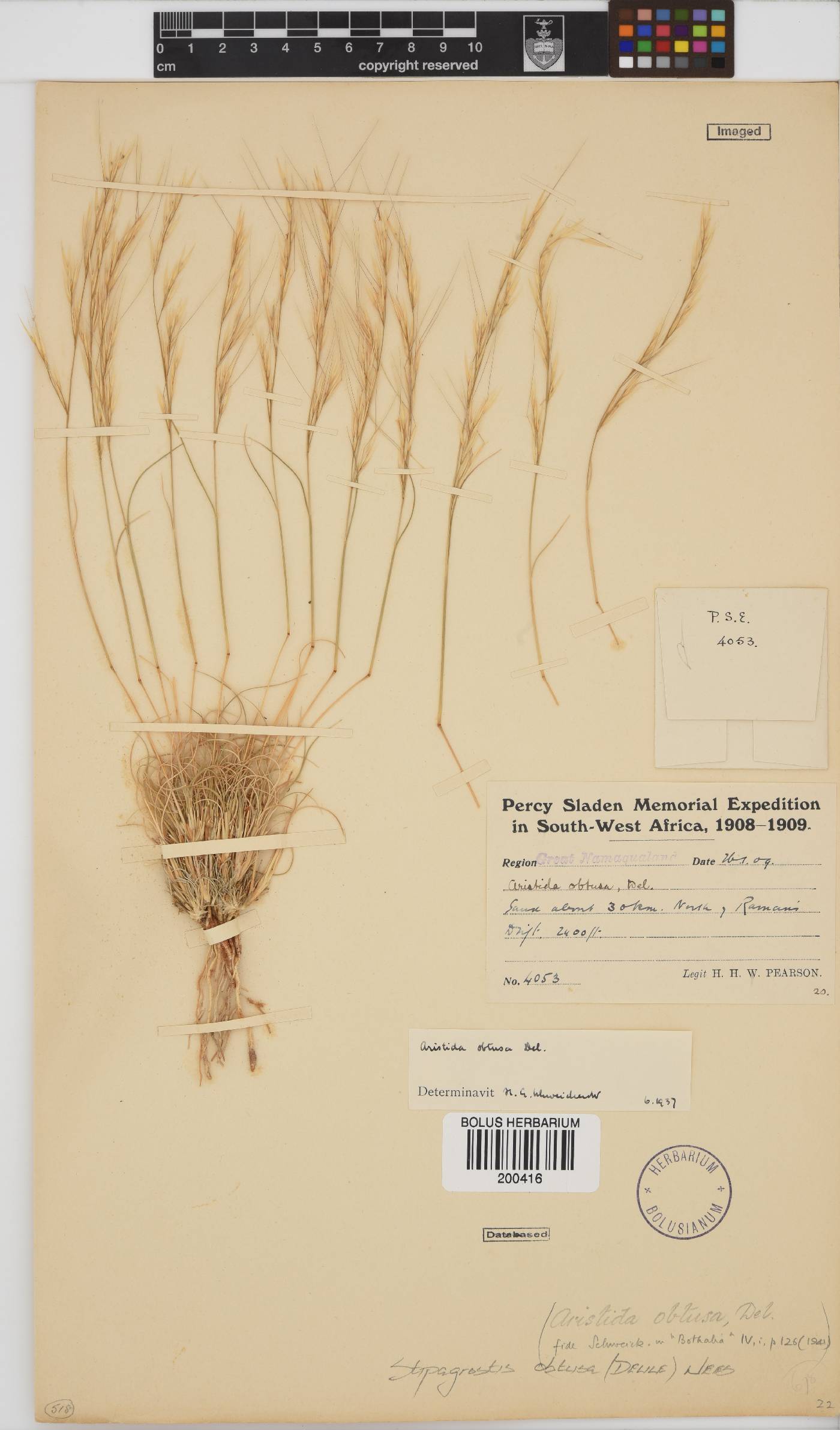 Stipagrostis obtusa image