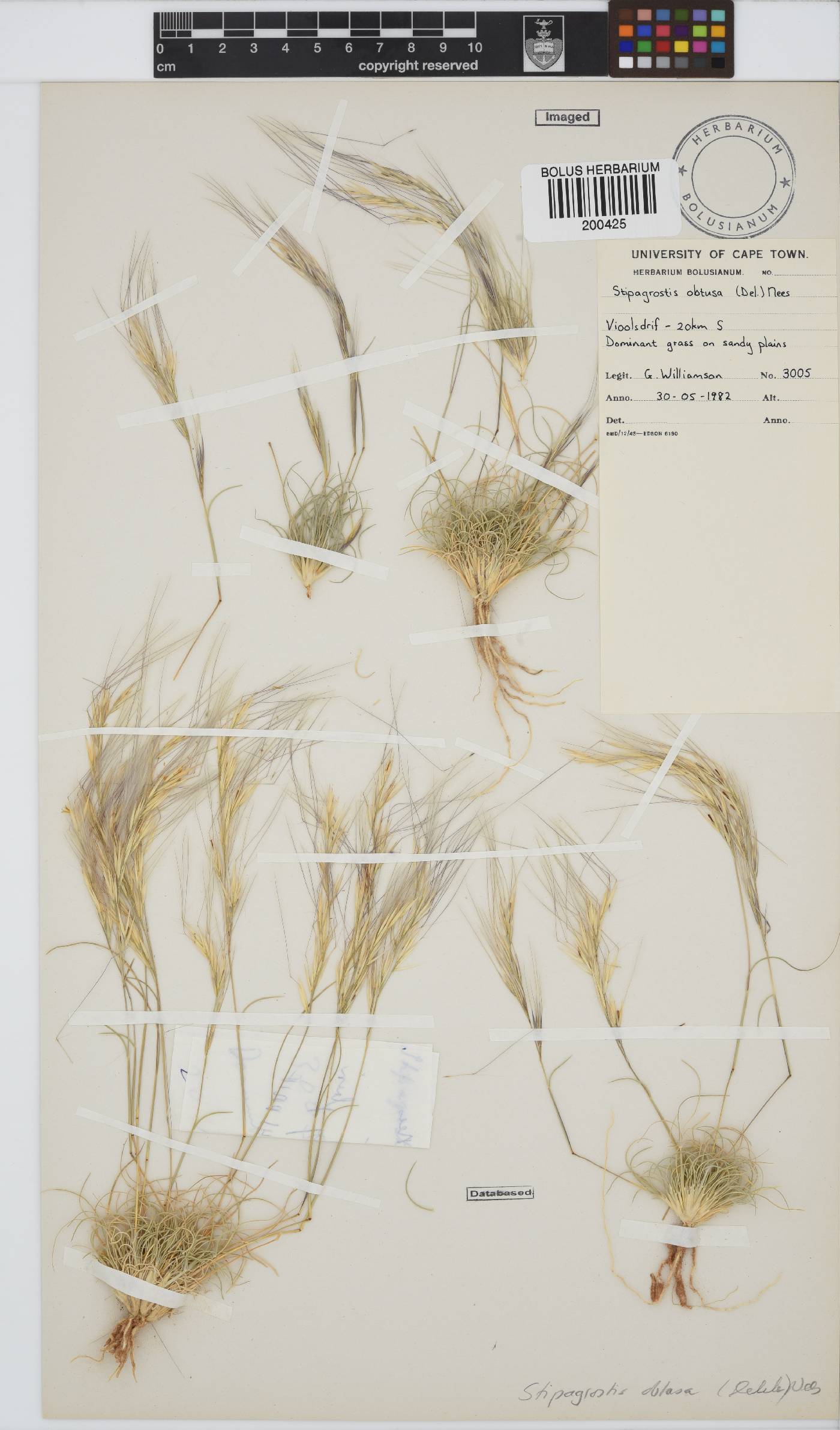 Stipagrostis obtusa image