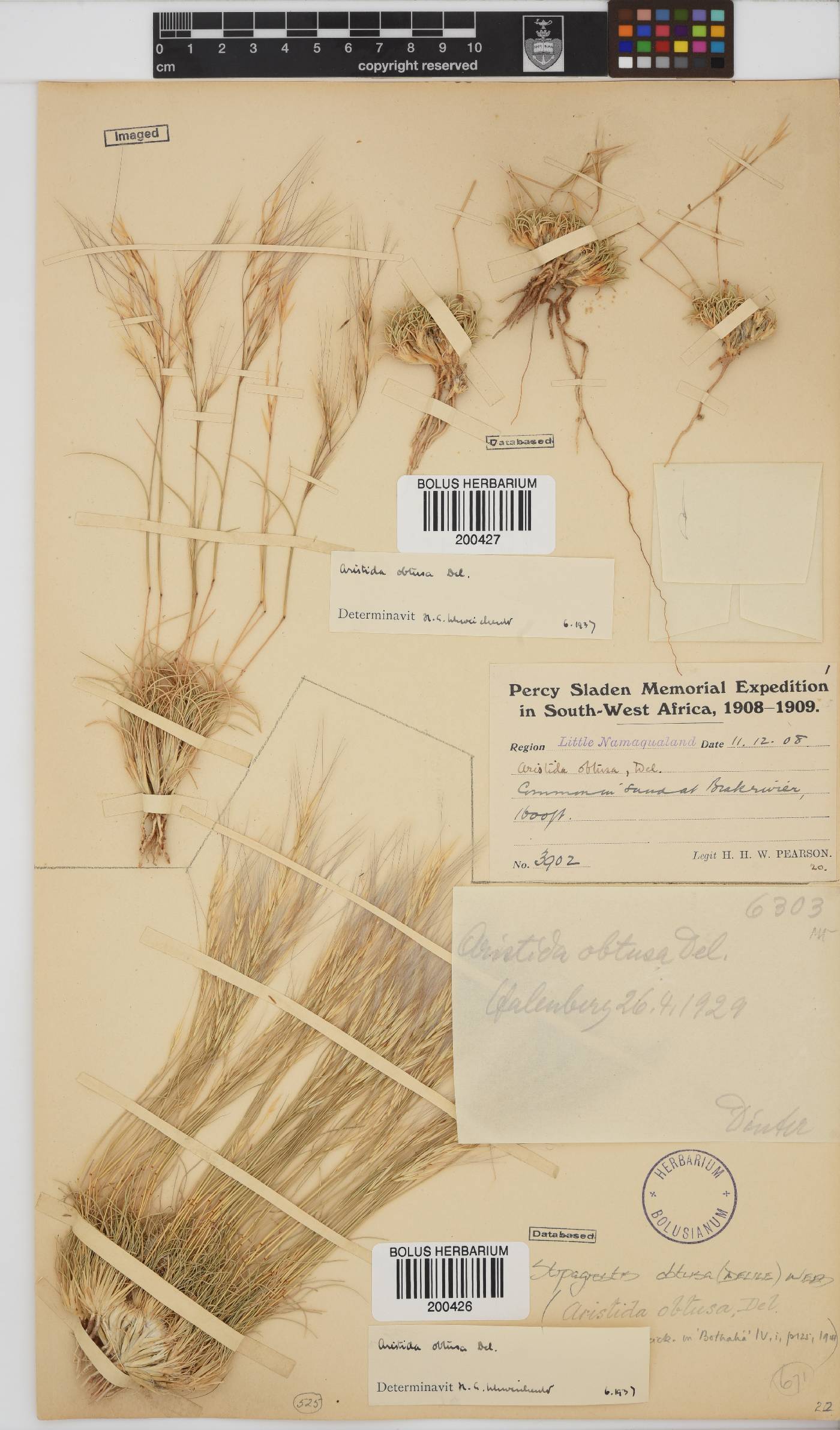 Stipagrostis obtusa image