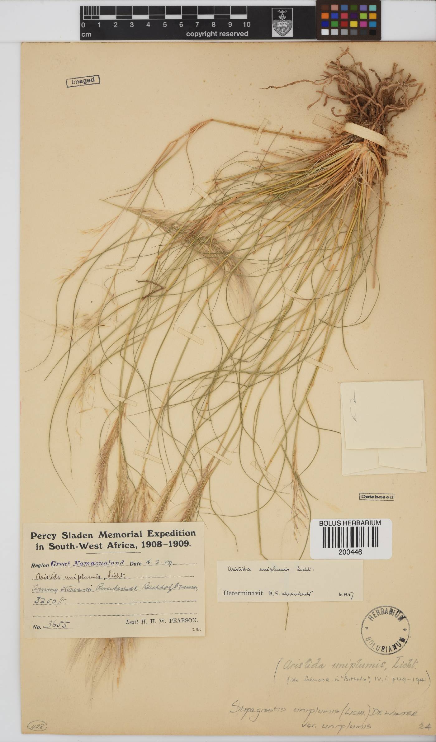 Stipagrostis uniplumis image
