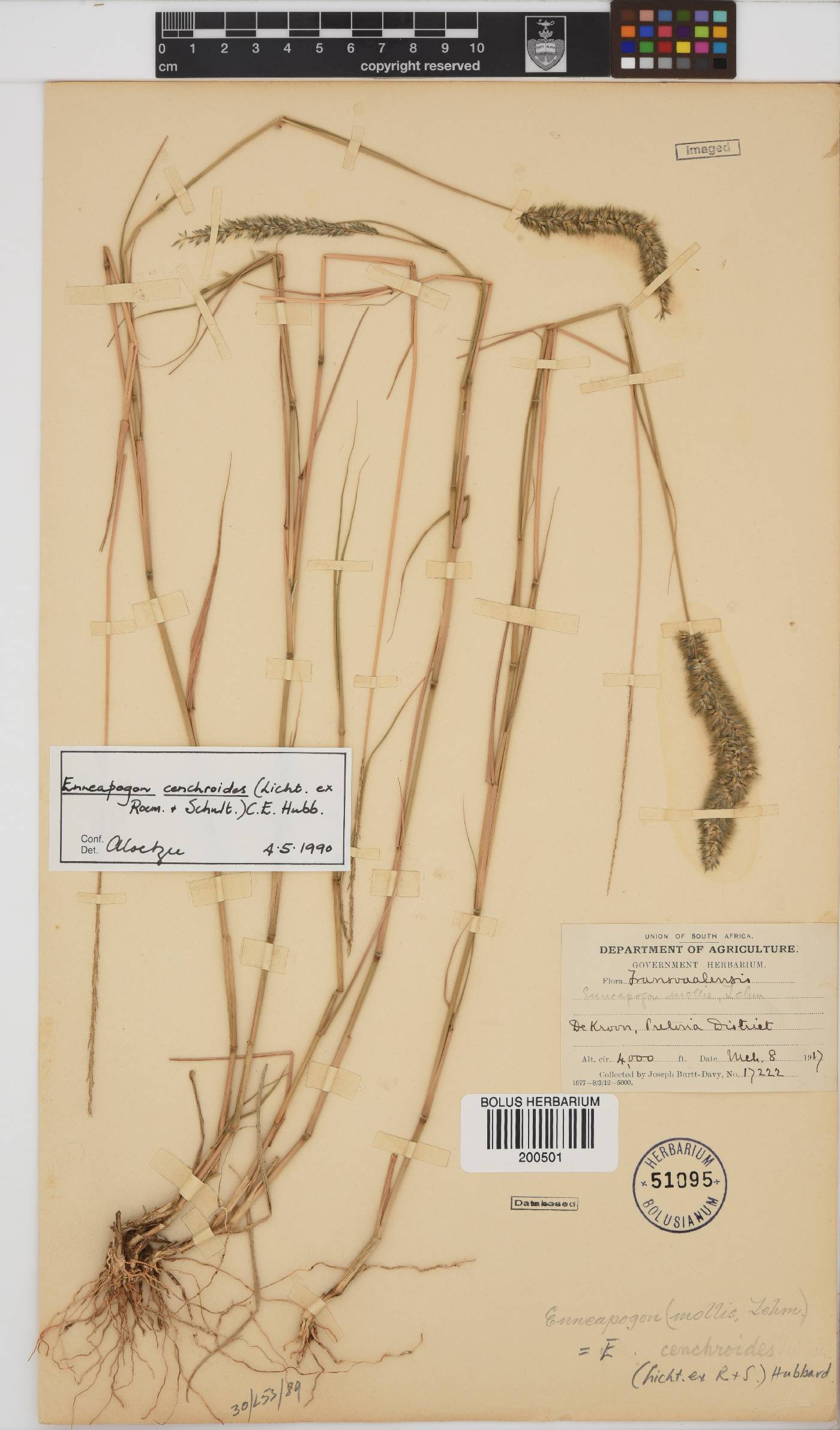 Enneapogon cenchroides image