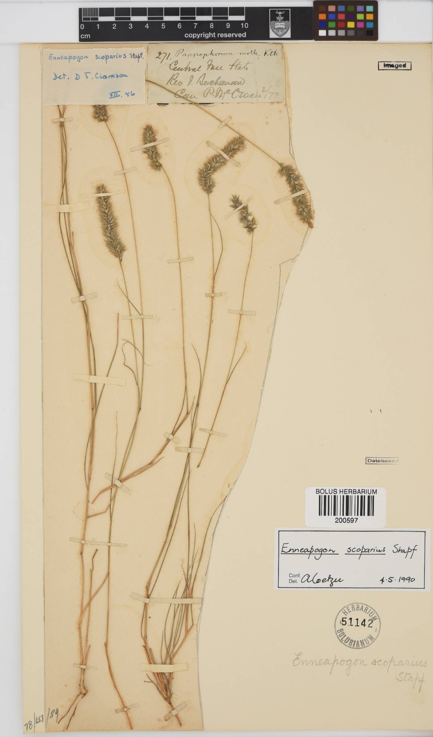 Enneapogon scoparius image