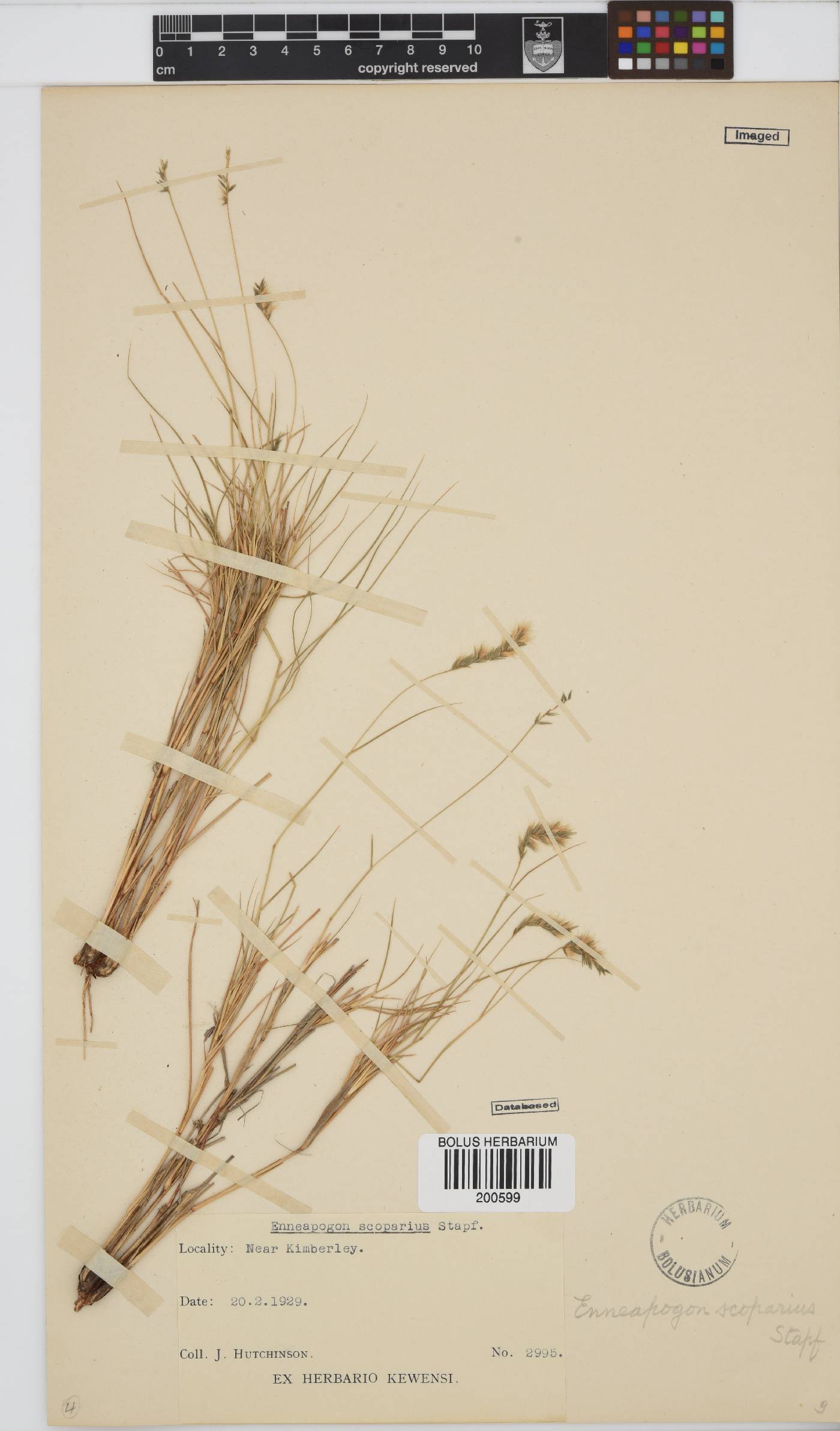 Enneapogon scoparius image