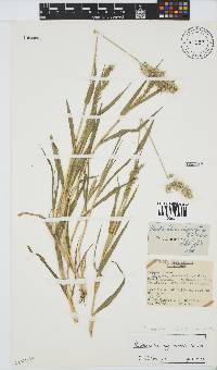 Image of Kaokochloa nigrirostris