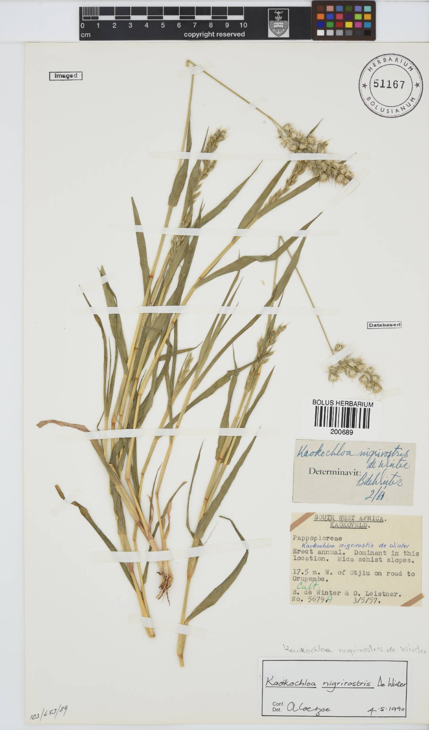 Kaokochloa nigrirostris image