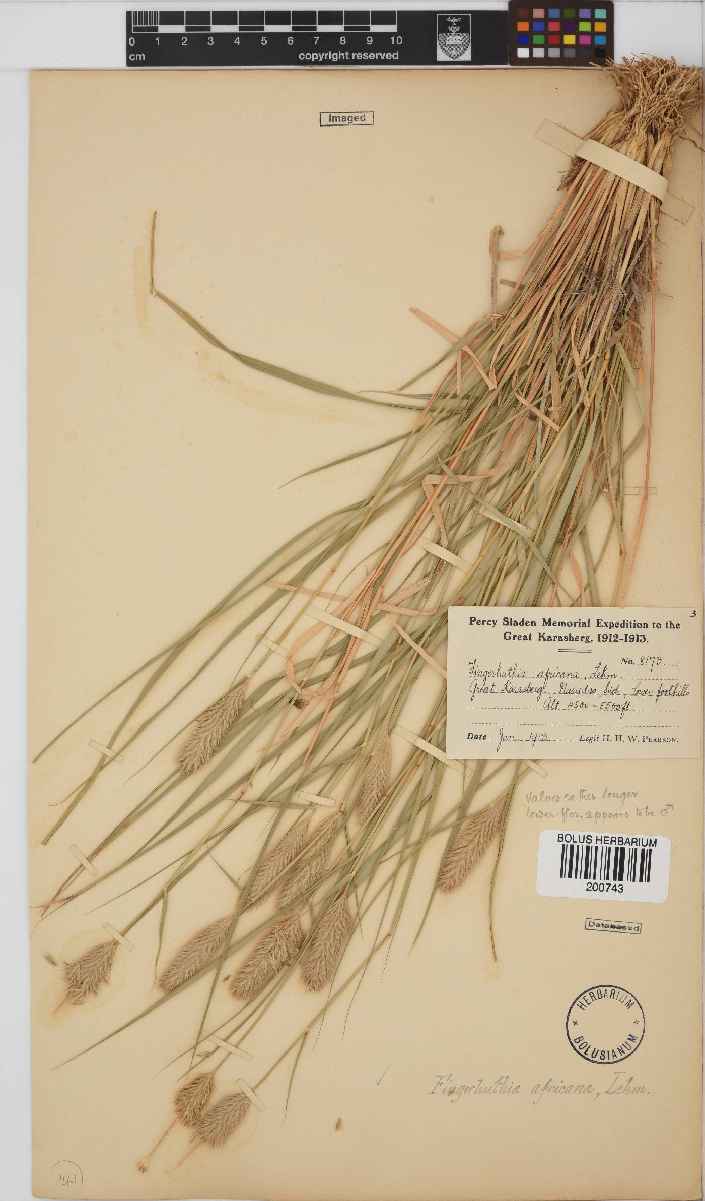 Fingerhuthia africana image