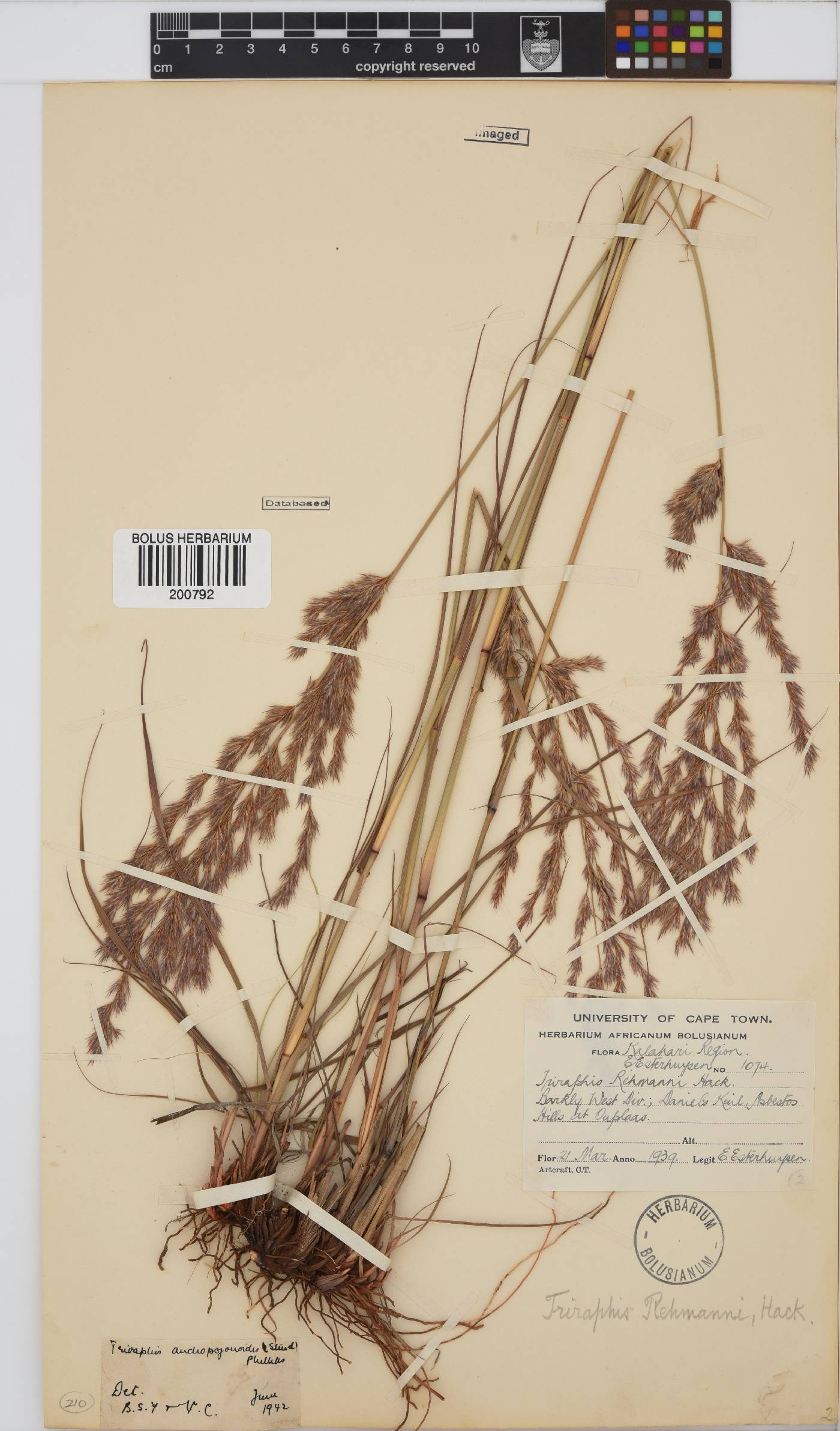 Triraphis andropogonoides image
