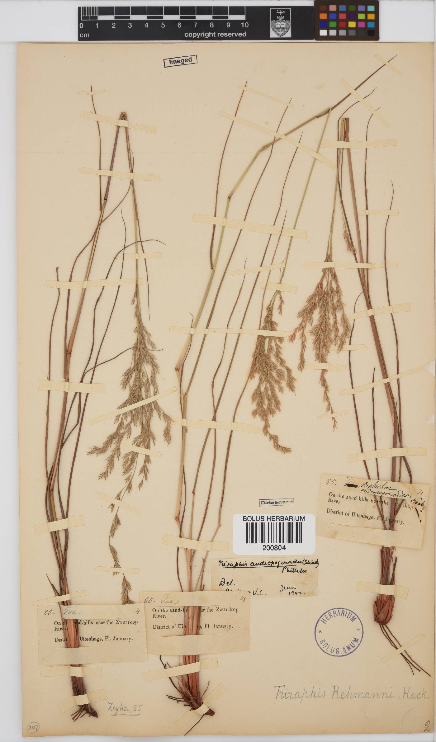 Triraphis andropogonoides image