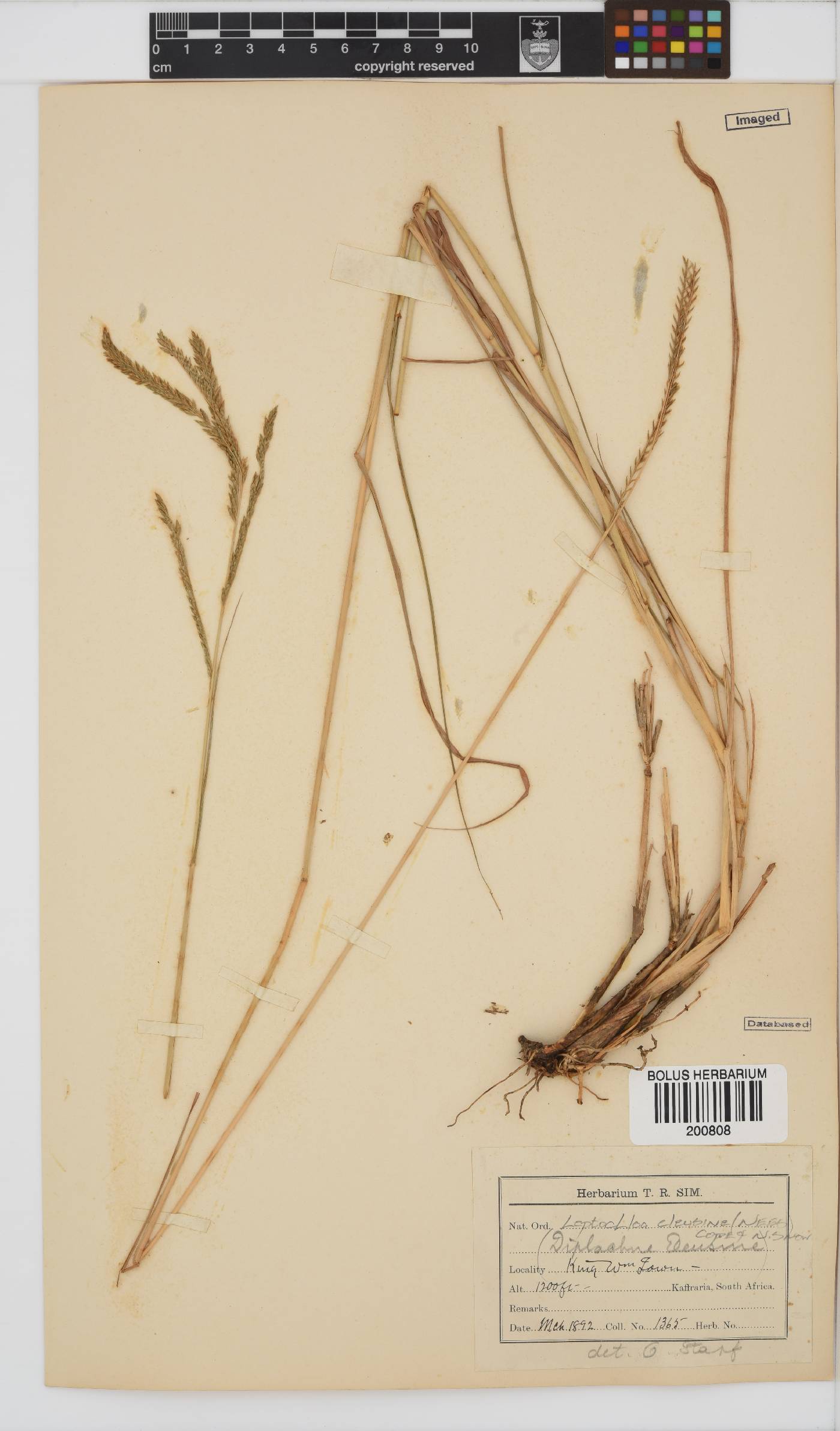 Leptochloa eleusine image