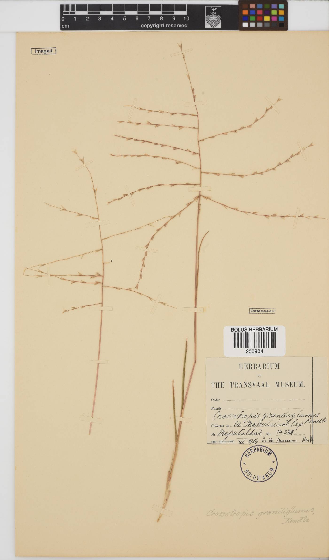 Trichoneura image