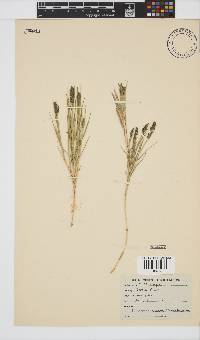 Eragrostis sabulosa image