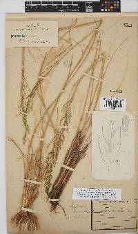 Eragrostis curvula image