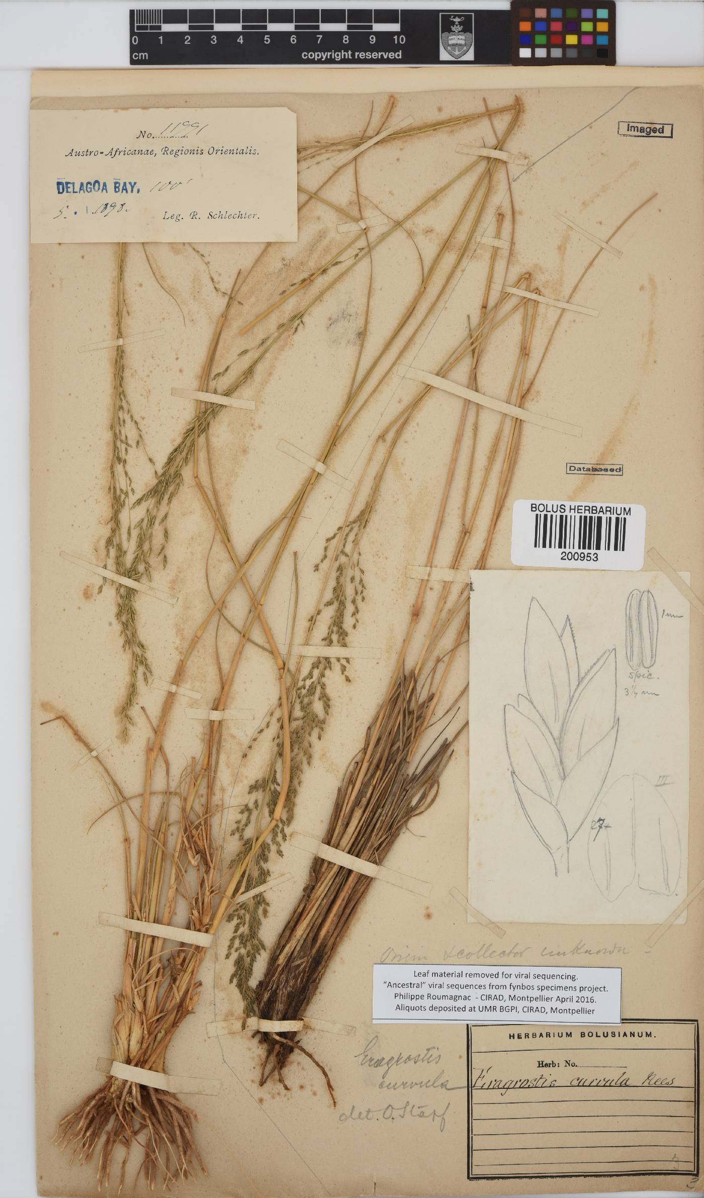 Eragrostis curvula image