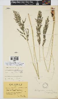 Eragrostis curvula image