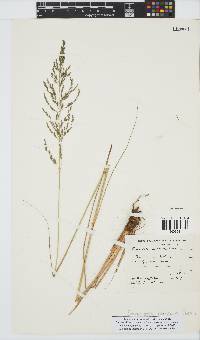 Eragrostis curvula image