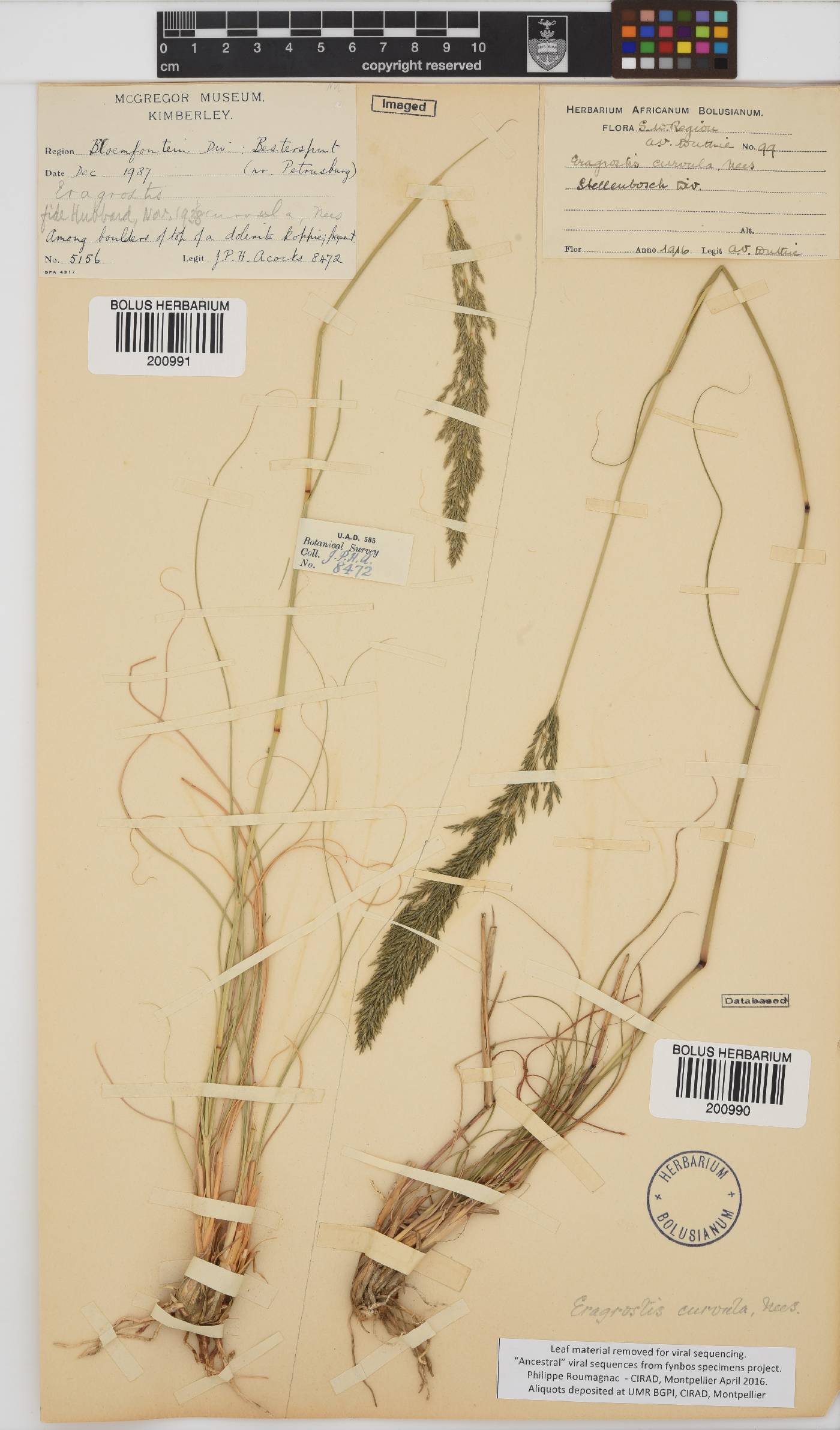 Eragrostis curvula image