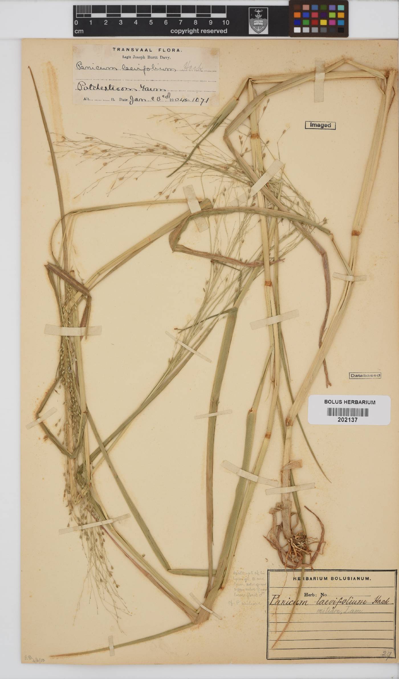 Panicum miliaceum image