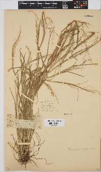 Panicum miliaceum image