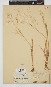 Panicum miliaceum image