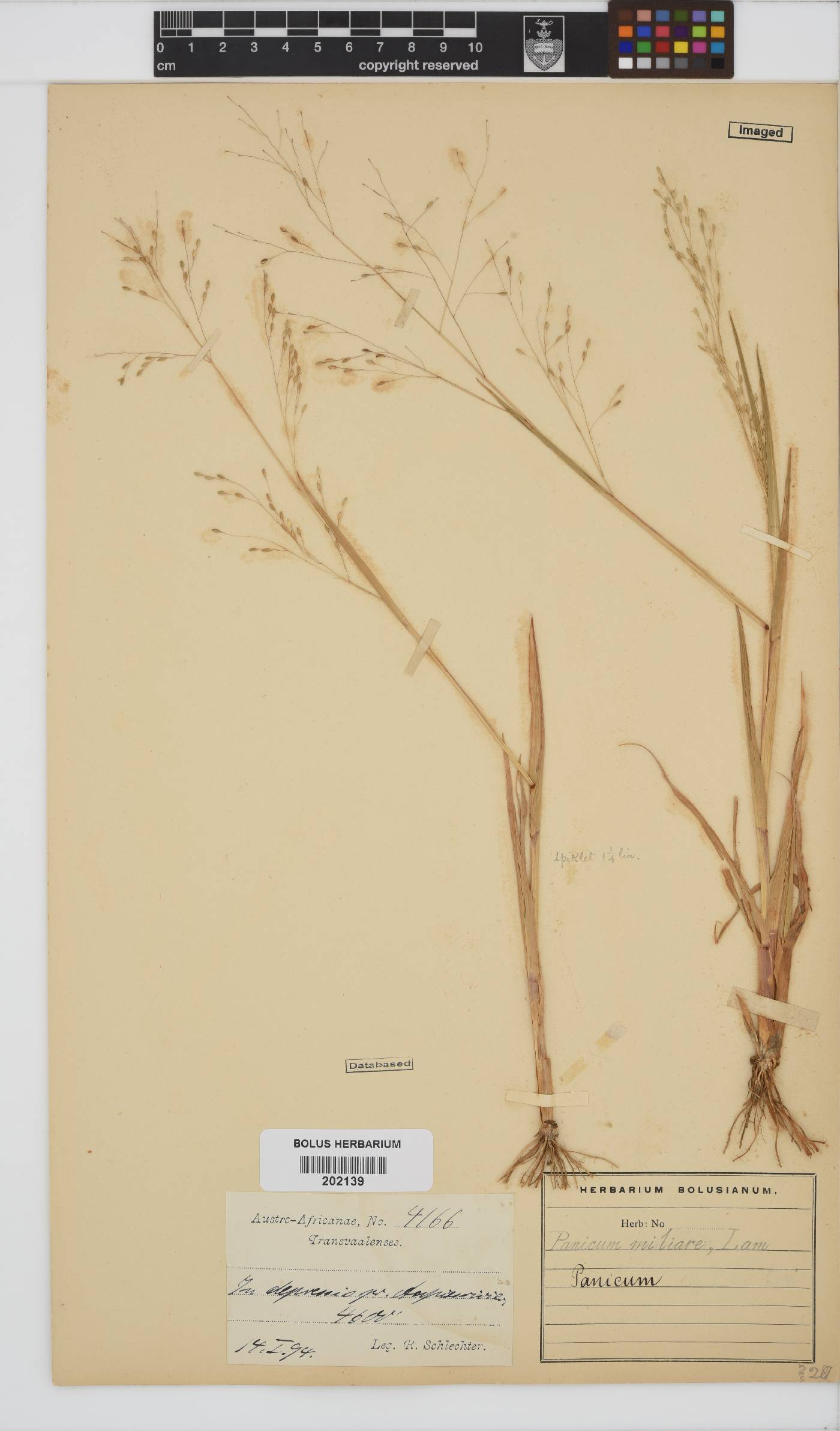 Panicum miliaceum image