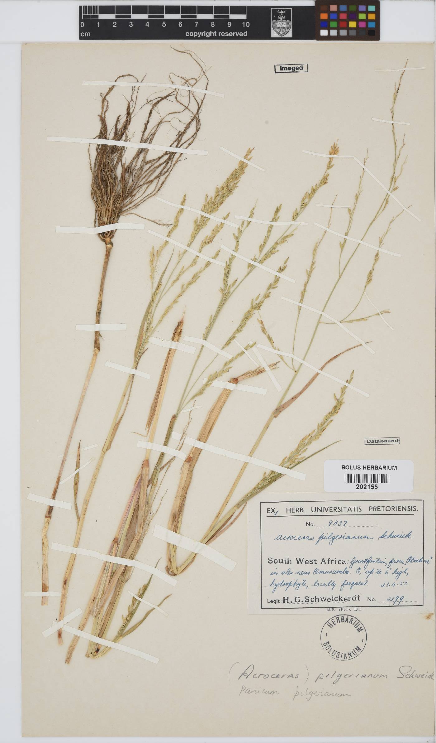 Panicum pilgerianum image