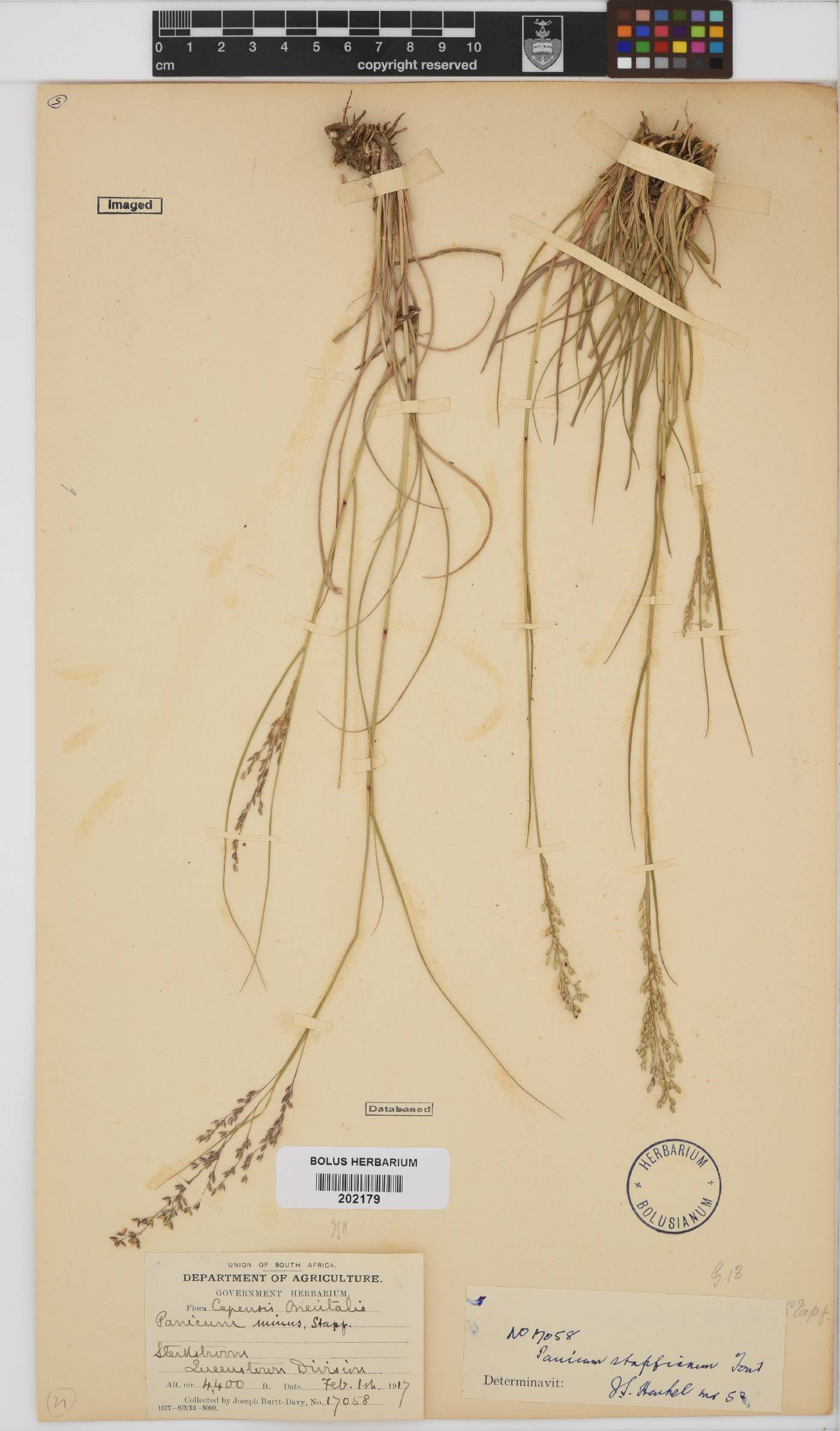 Panicum stapfianum image