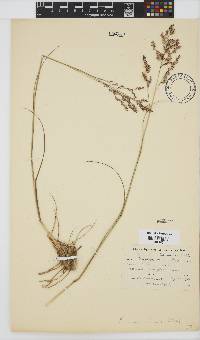 Panicum stapfianum image