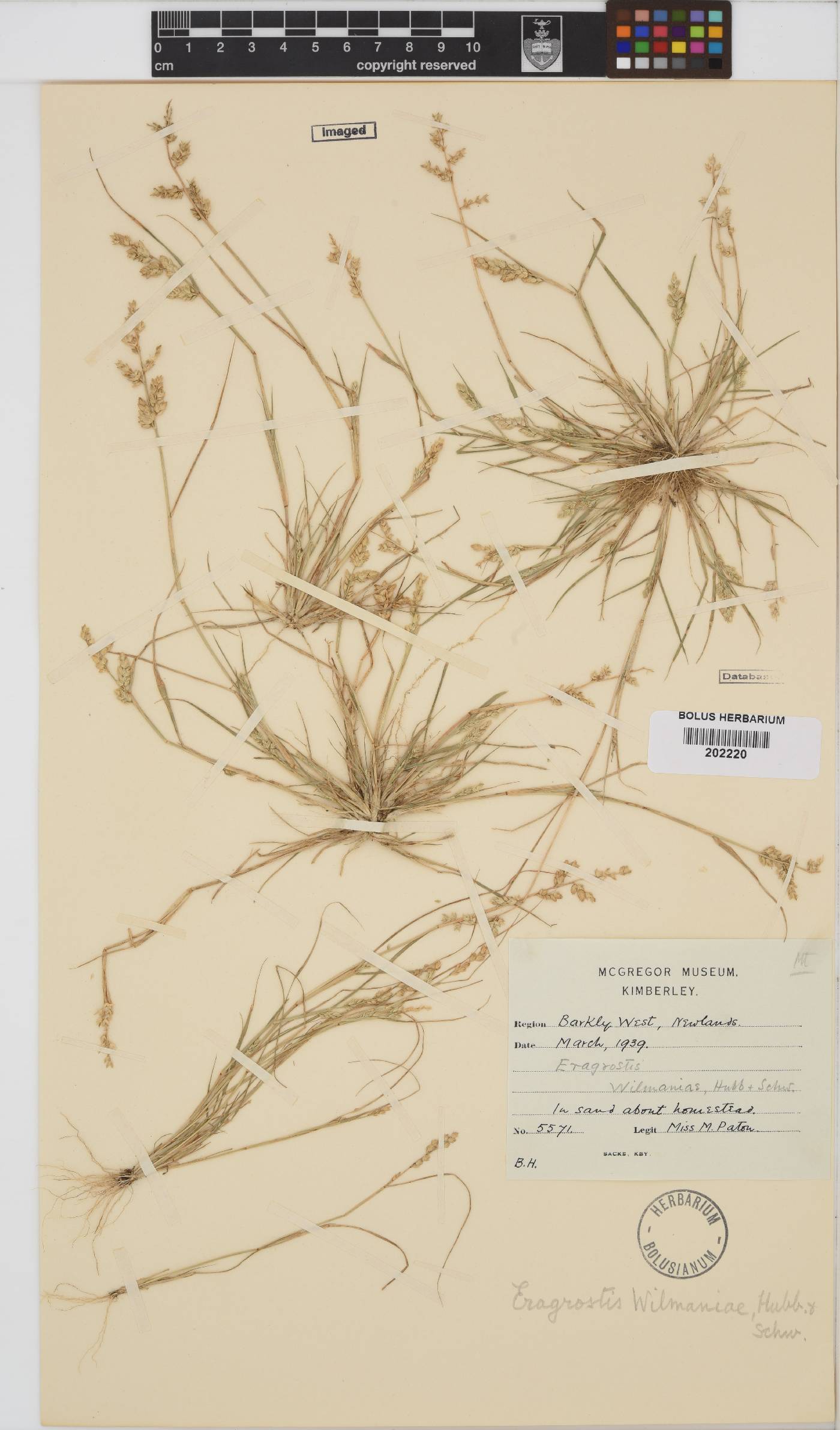 Eragrostis macrochlamys image