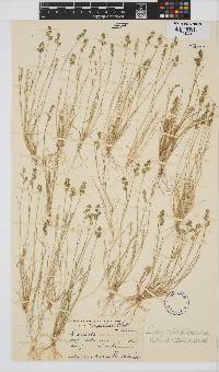 Eragrostis macrochlamys image