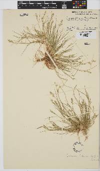 Eragrostis macrochlamys image