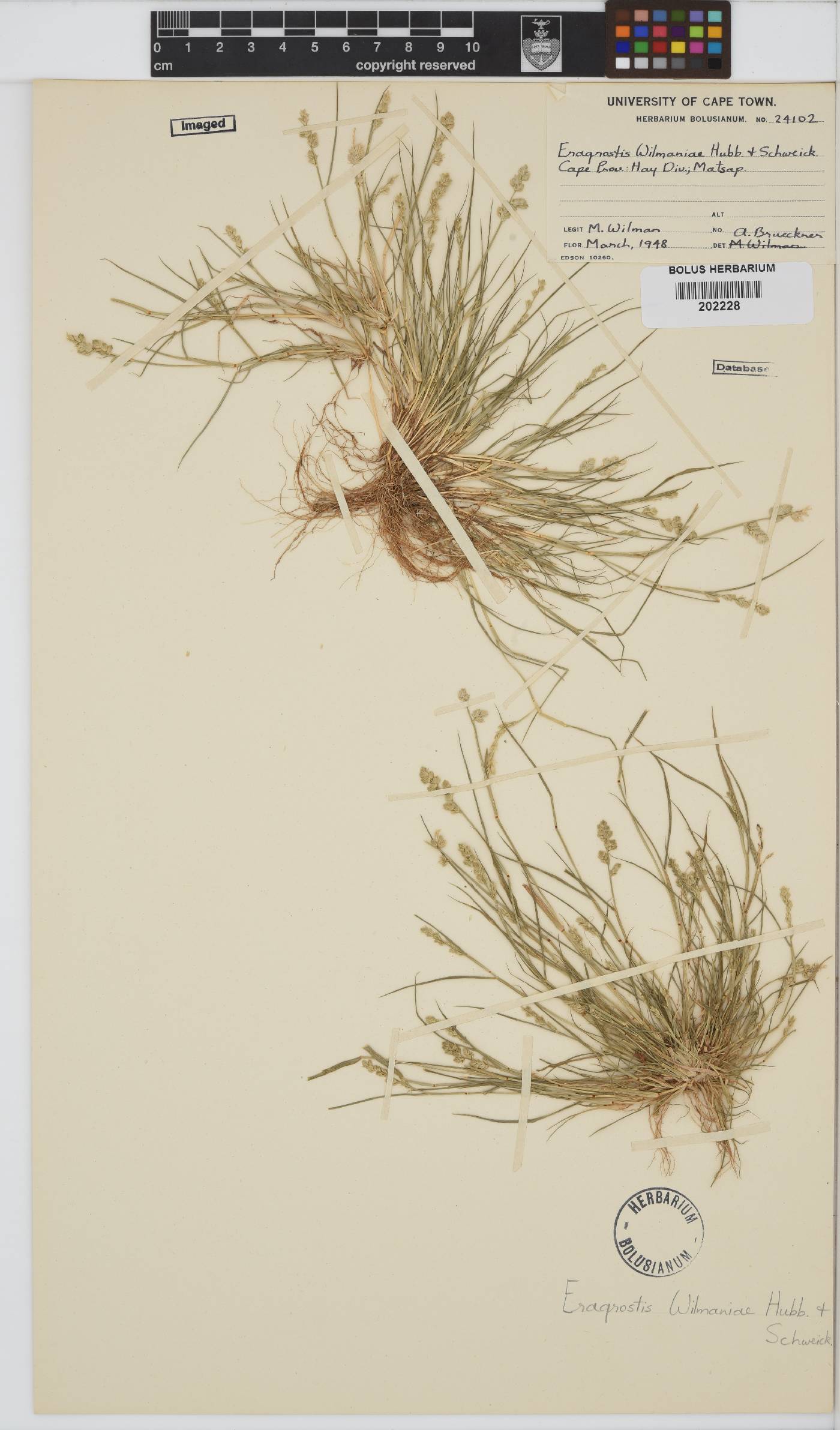 Eragrostis macrochlamys var. wilmaniae image