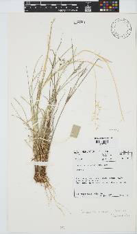 Eragrostis obtusa image