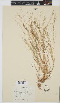 Eragrostis tef image