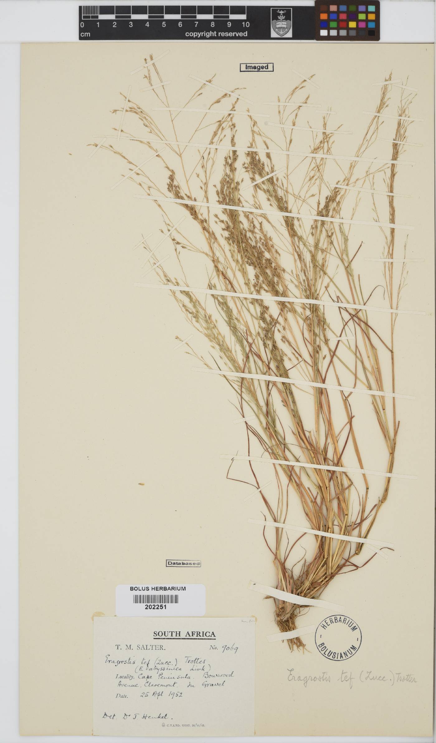 Eragrostis tef image