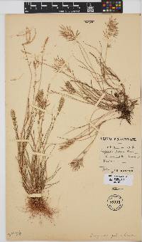 Eragrostis patens image