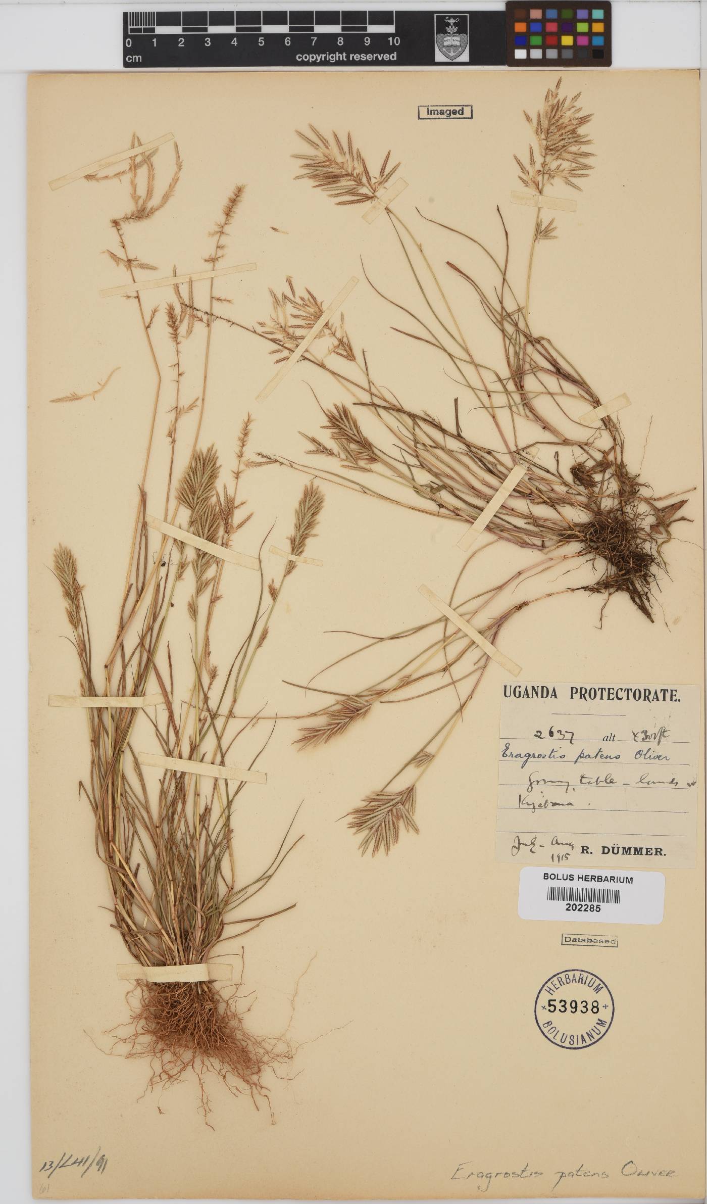 Eragrostis patens image