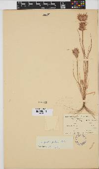 Eragrostis patens image