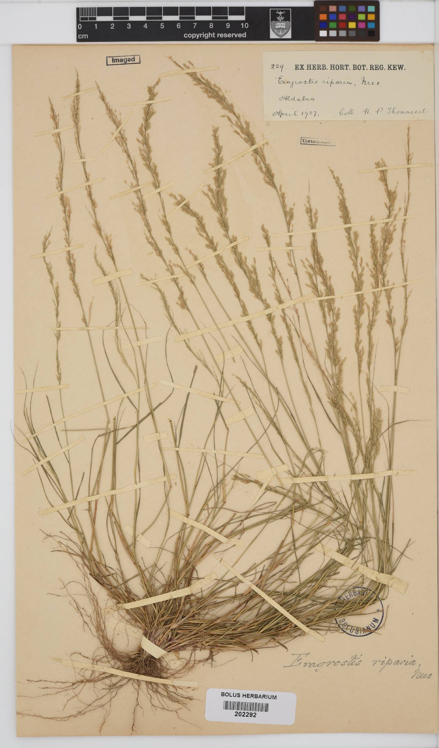 Eragrostis riparia image