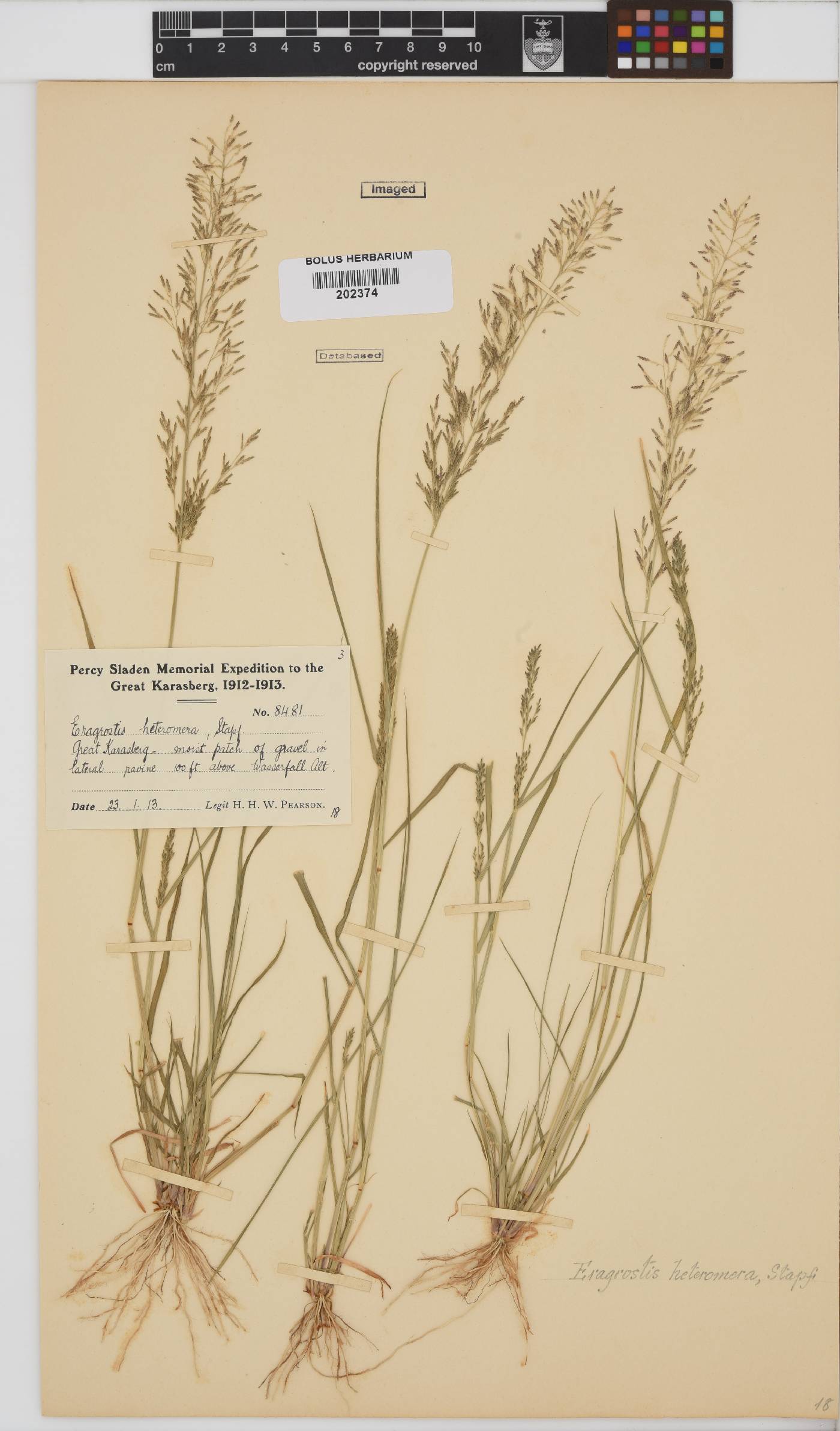 Eragrostis heteromera image
