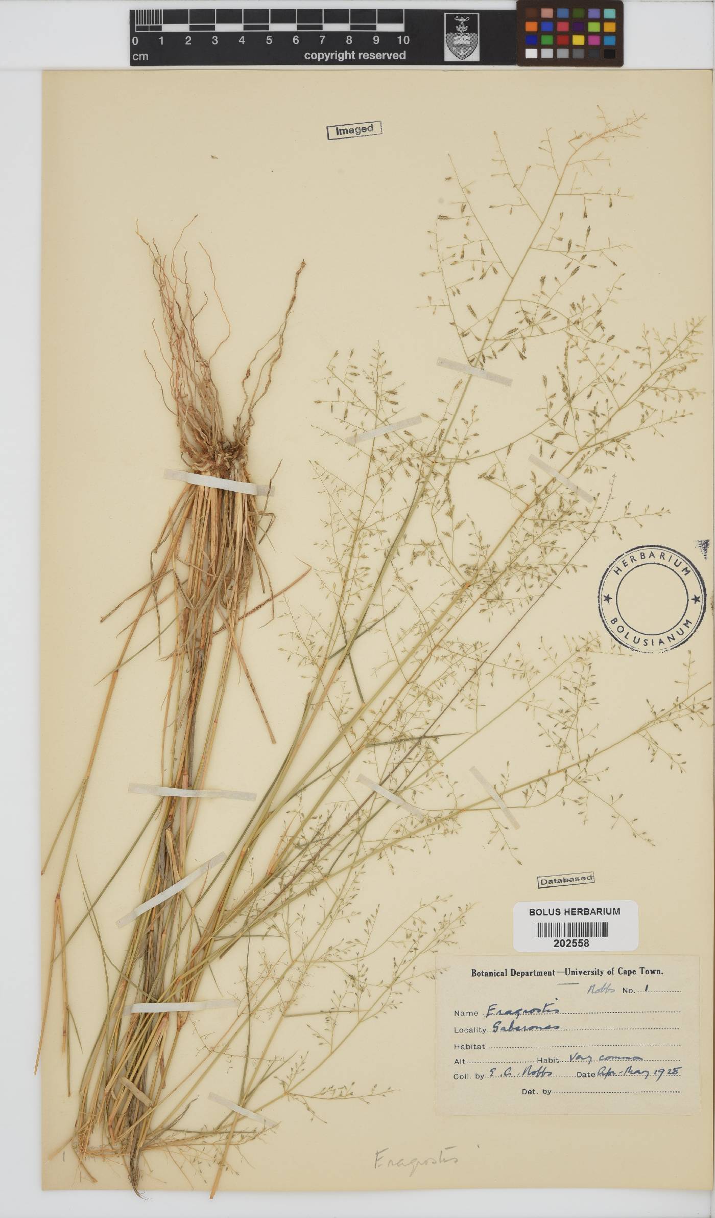 Eragrostis image
