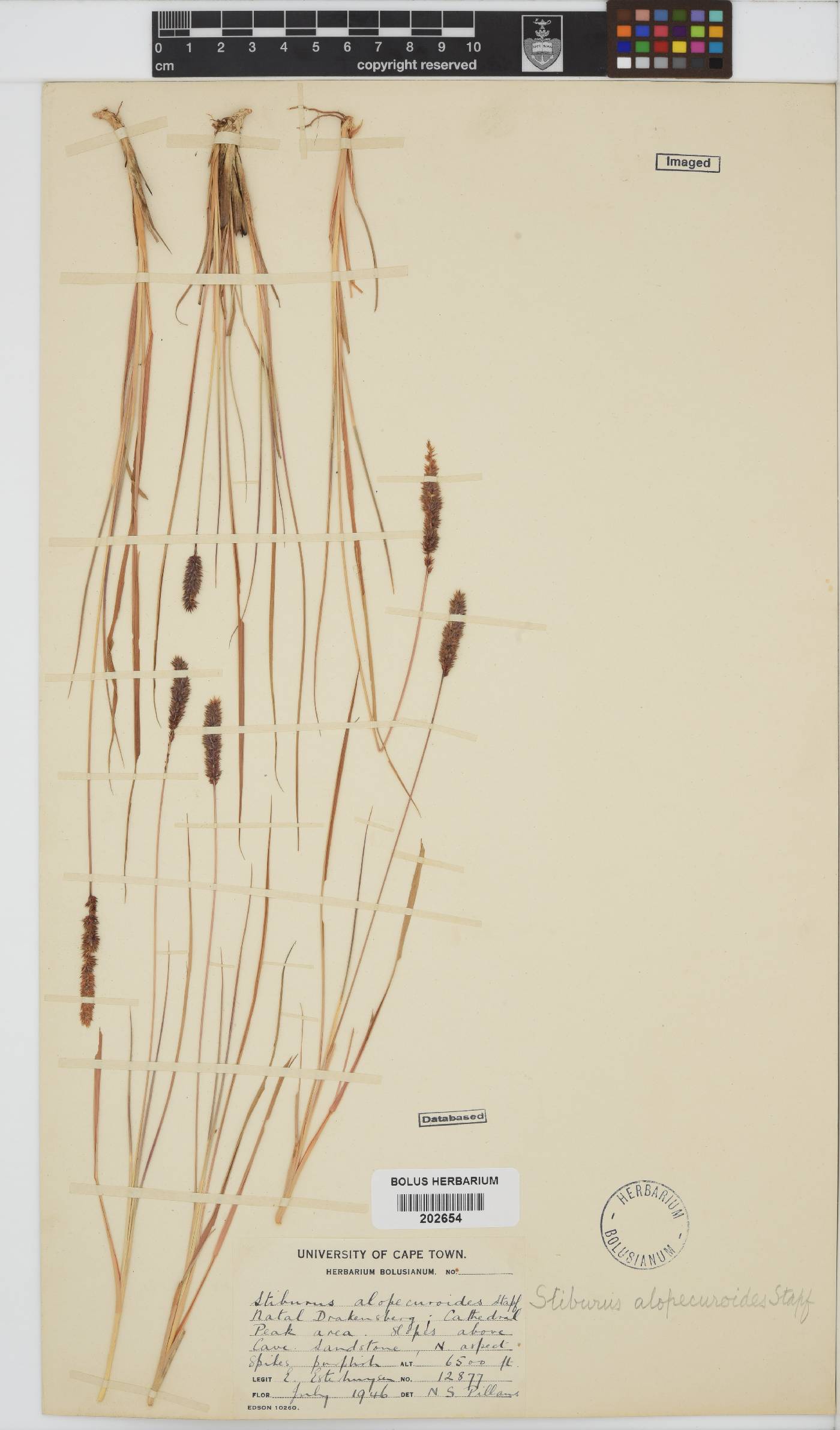 Stiburus alopecuroides image