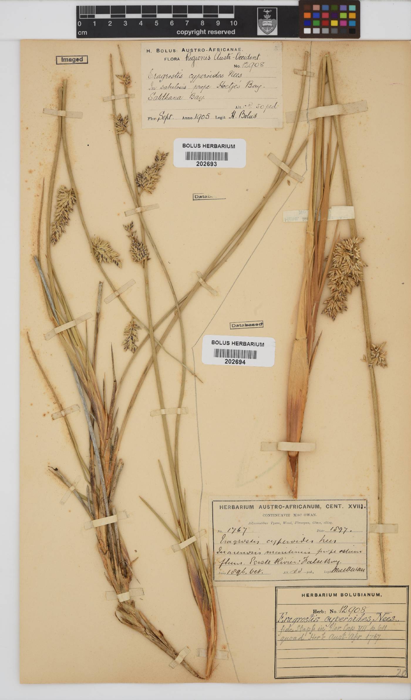 Cladoraphis image