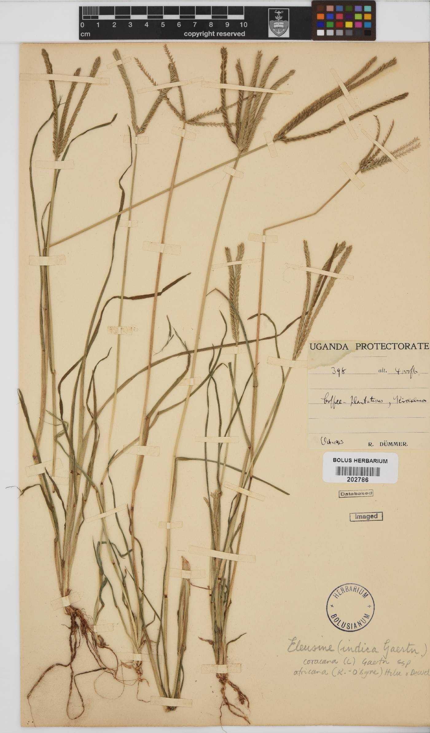 Eleusine image