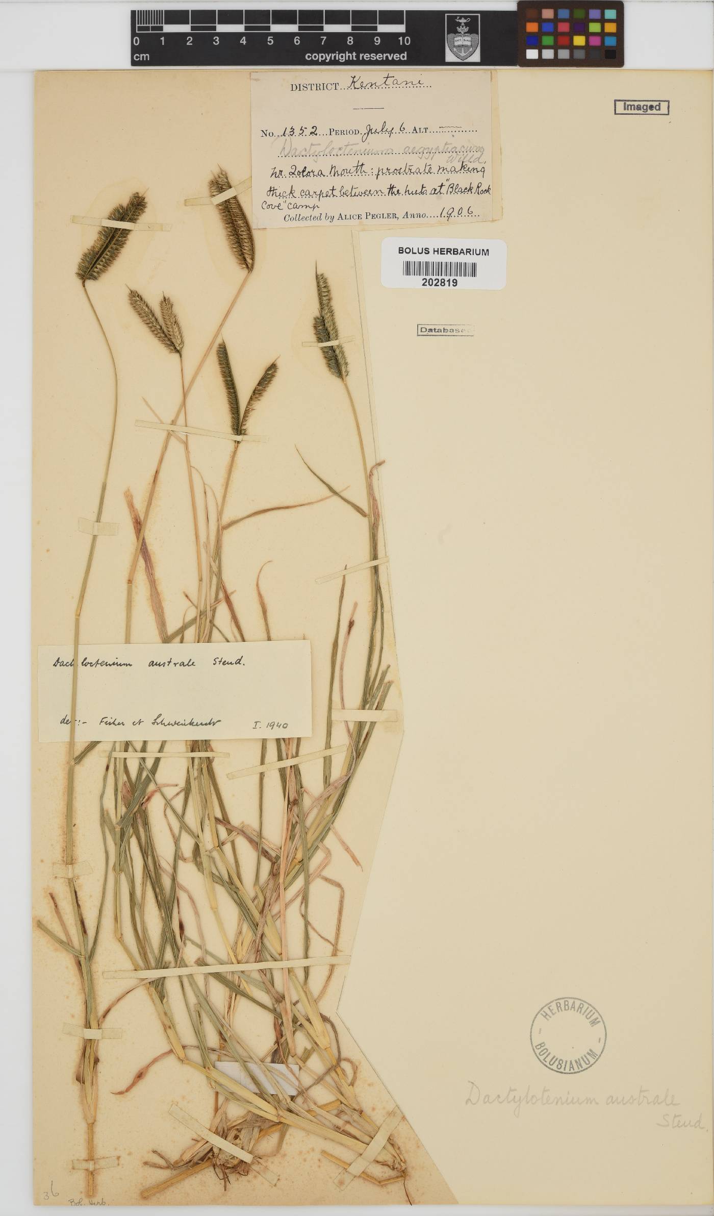 Dactyloctenium australe image