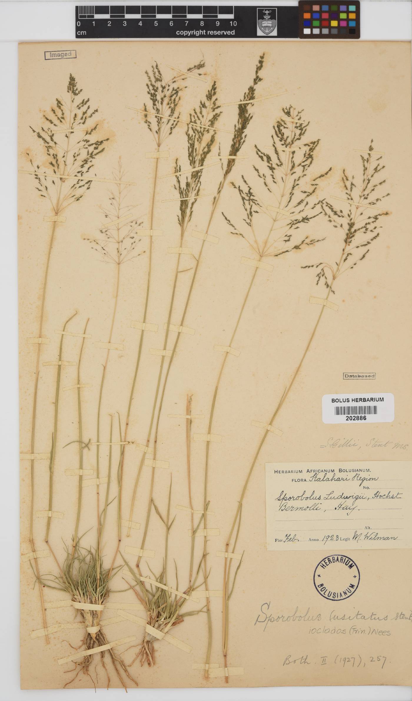 Sporobolus ioclados image